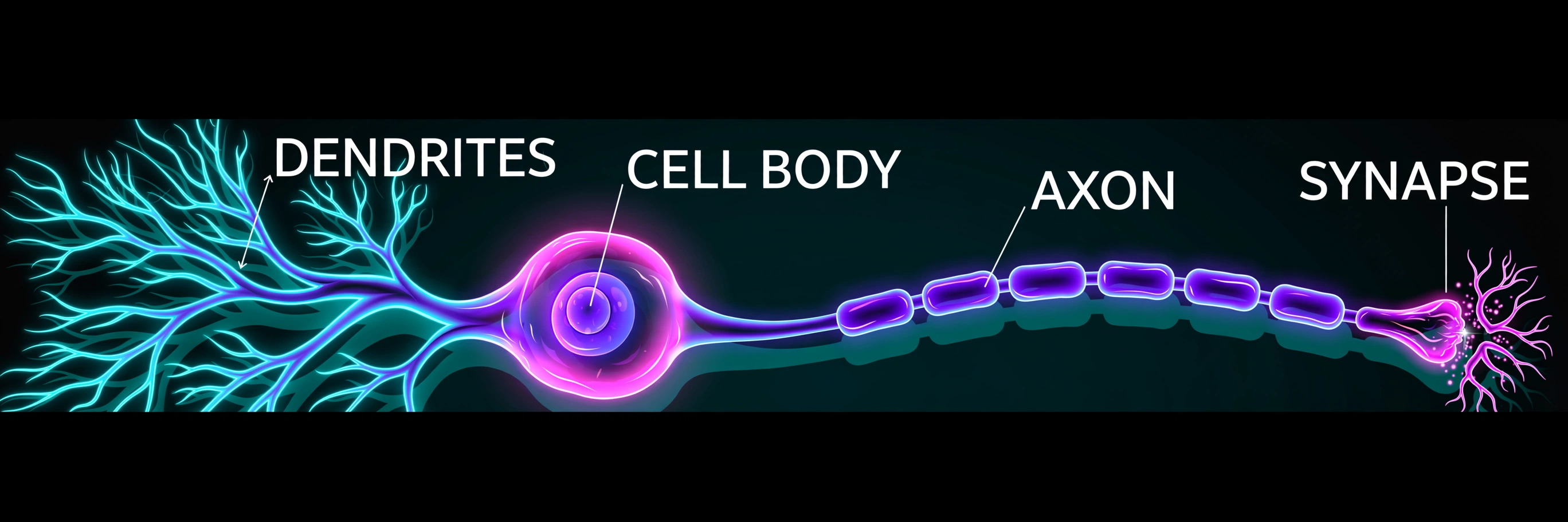 Labeled neon neuron — Dendrites, Cell Body, Axon, Synapse