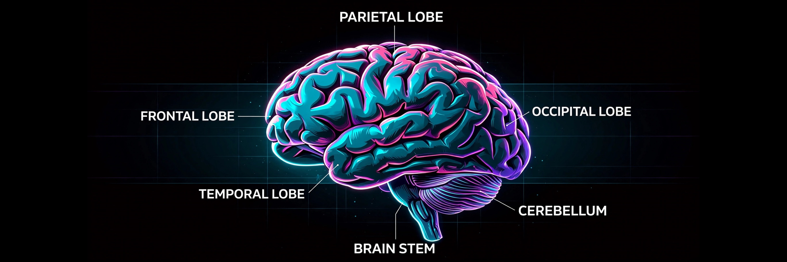 Labeled neon brain — Frontal Lobe, Parietal Lobe, Temporal Lobe, Occipital Lobe, Cerebellum, Brain Stem