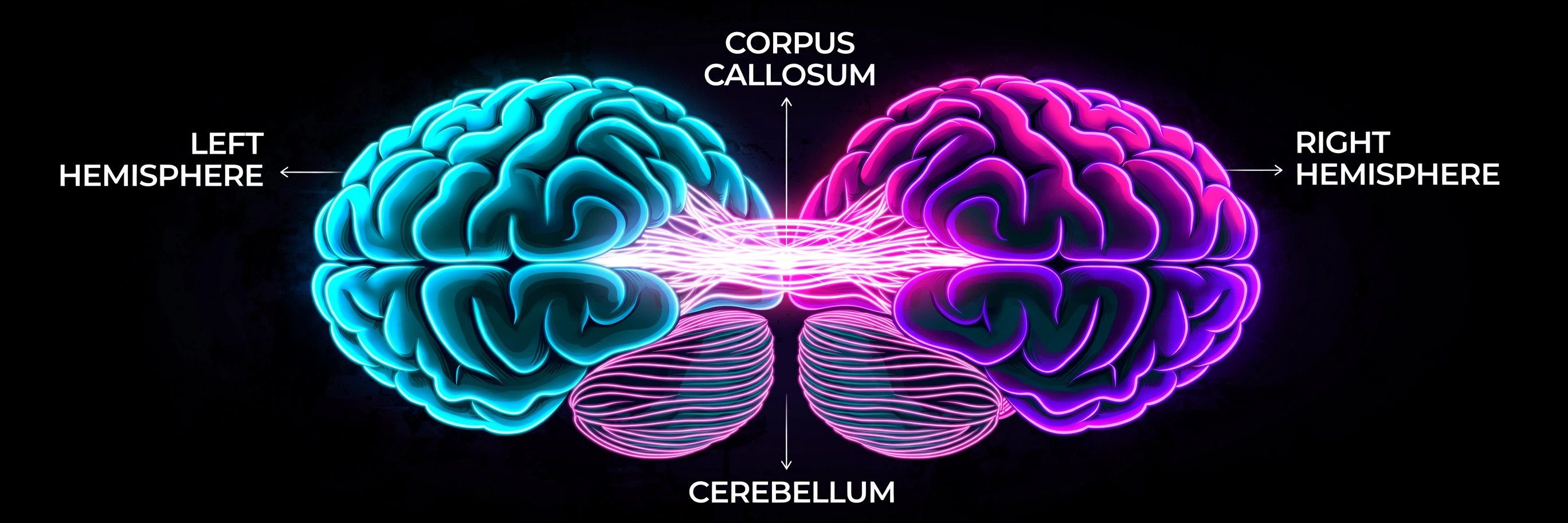 Labeled neon brain — Left Hemisphere, Right Hemisphere, Corpus Callosum, Cerebellum